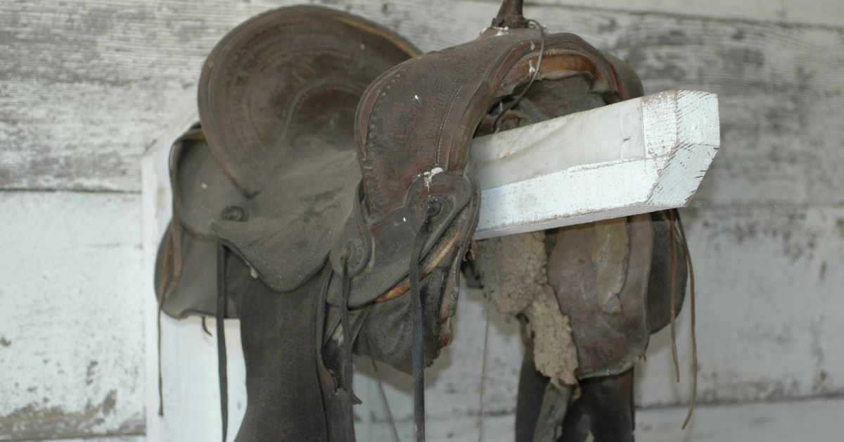 A Moldy Dilemma How to Clean and Maintain Your Saddle the Right Way